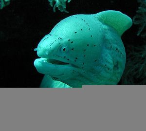 Peppered Moray at Ras Mohammed, Sharm El Sheikh, Tetra ho... by Chris Huck 